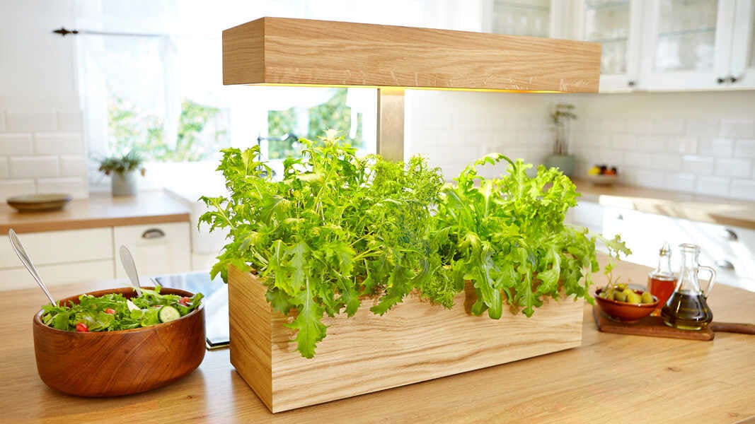 Pflanztopf smartGarten mit Salat
