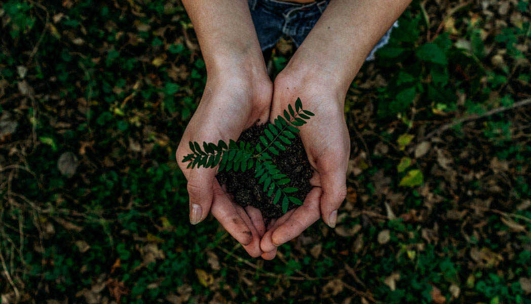 Waldboden mit Frauenhände im Fokus und einer Pflanze mit Erde in den Händen